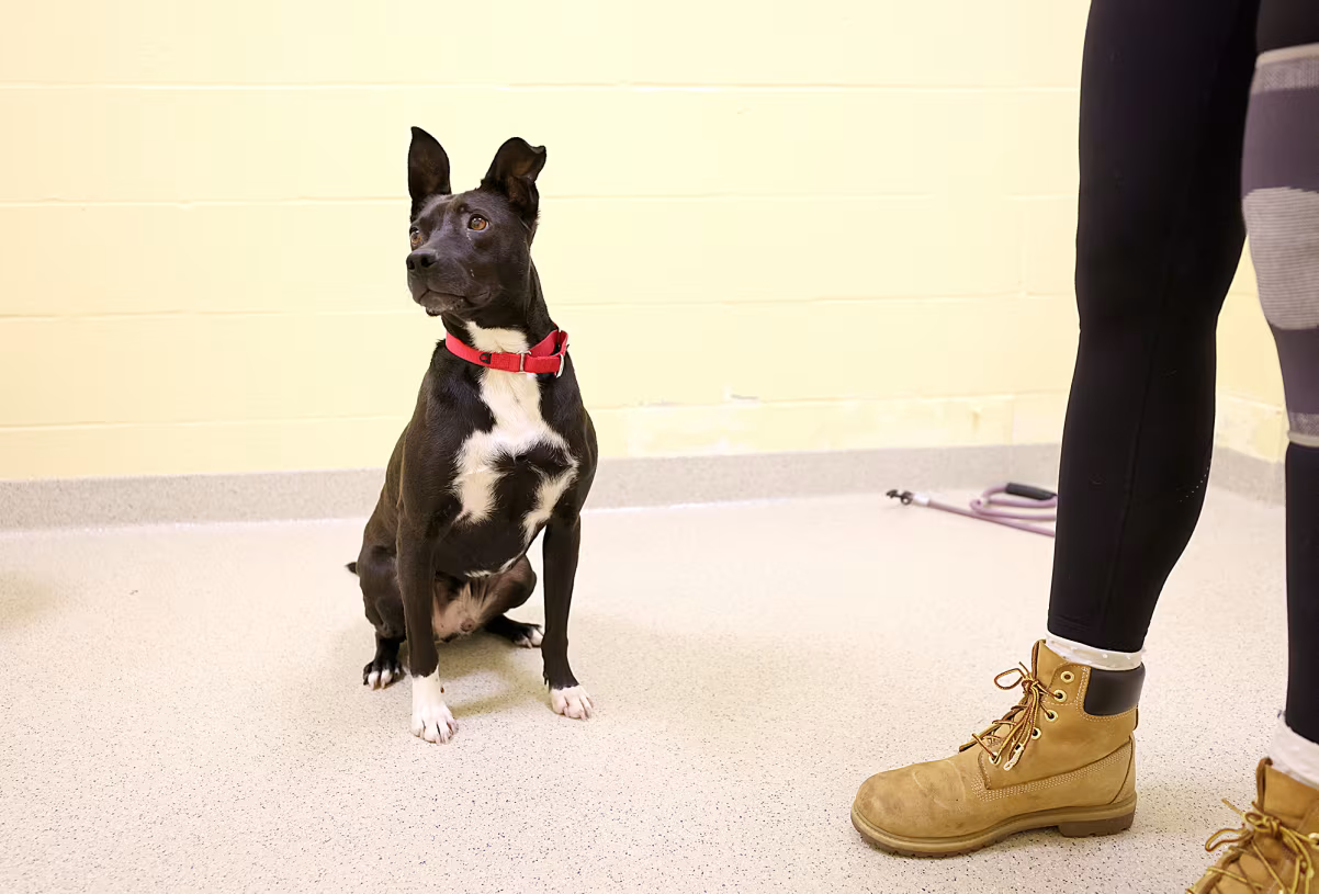 A heartbreaking economic indicator: More people are giving up their pets