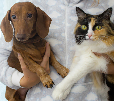 img-dog-and-cat-v1.png