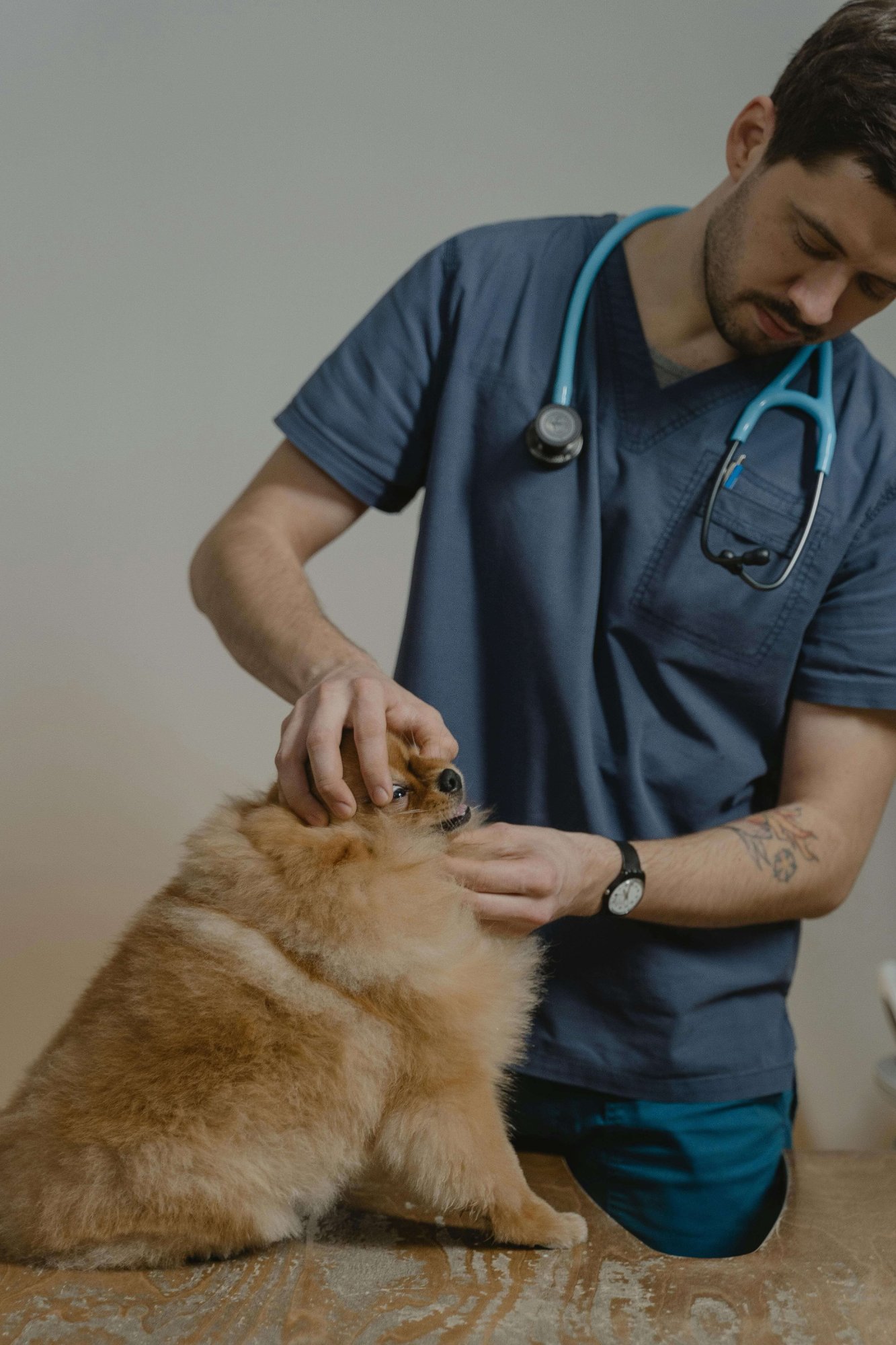 TeleVet Pet Care