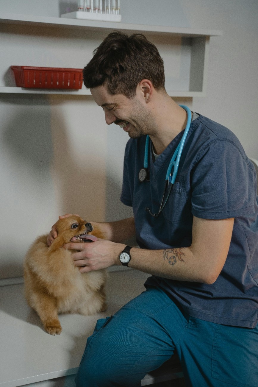 Veterinarian examining a dog